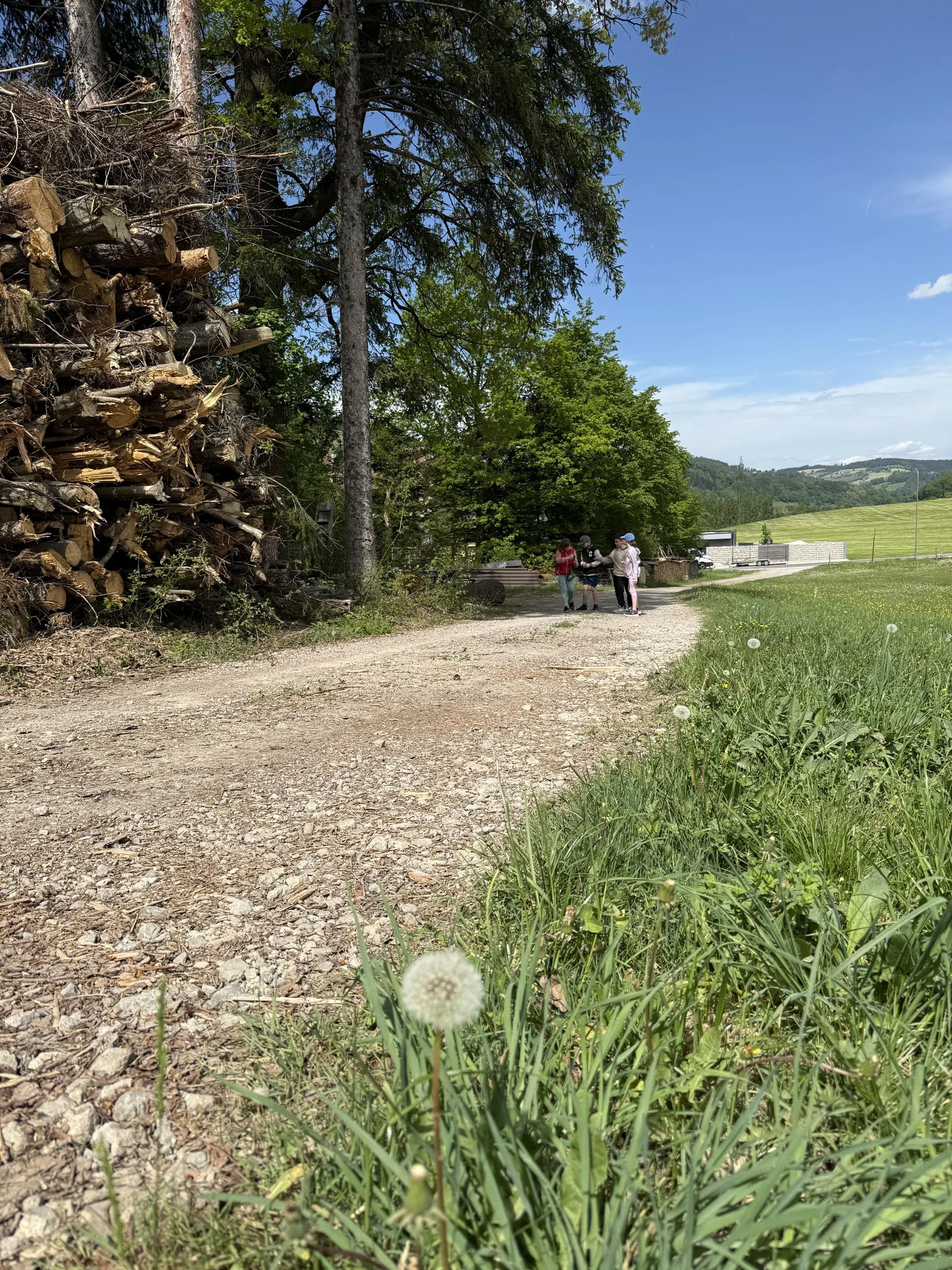 Wir erforschen die Wiese