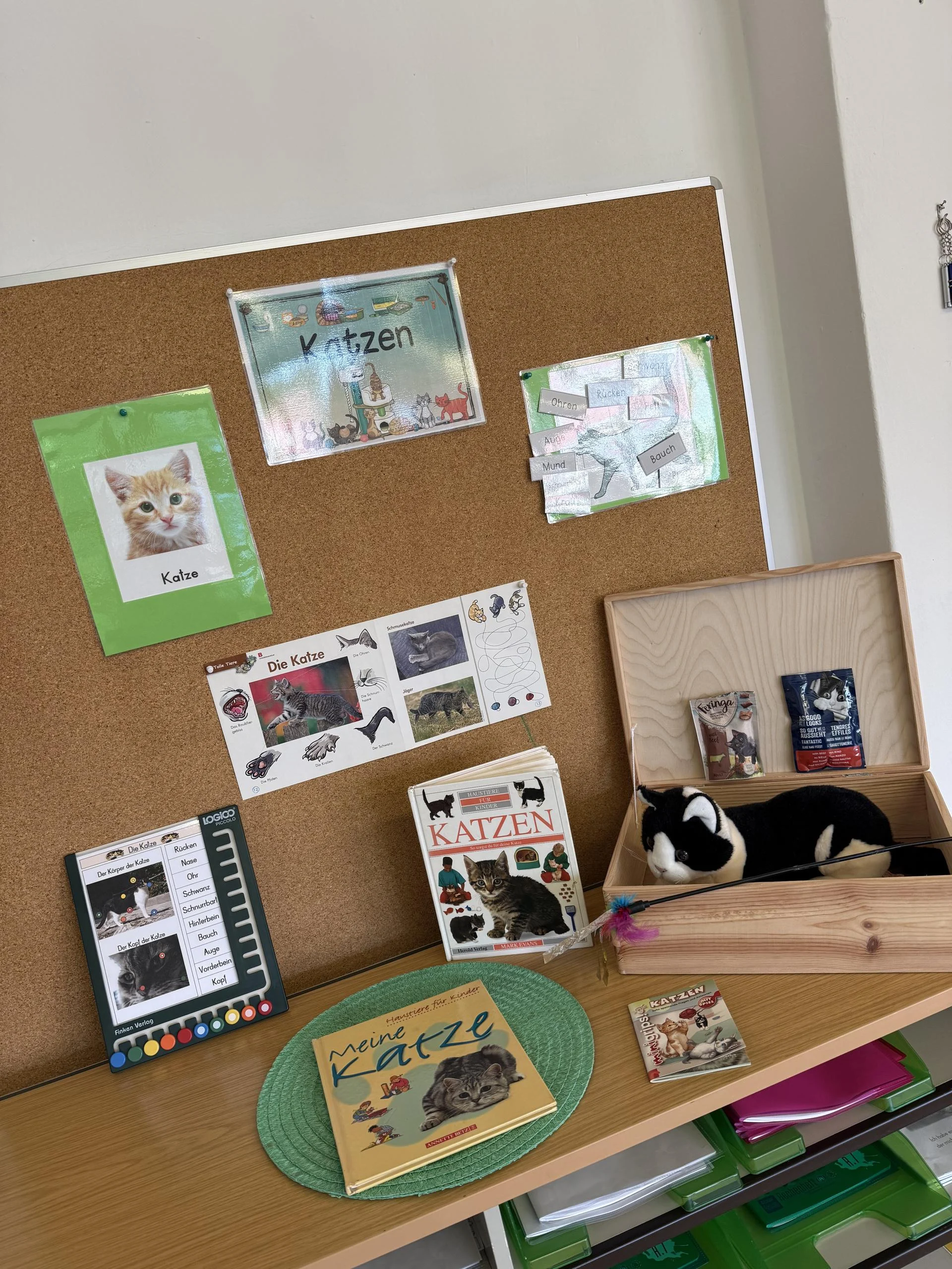 Wir lernen über die Hauskatze